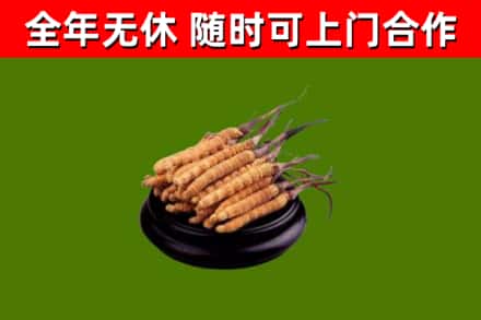 平山区回收冬虫夏草